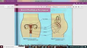 Sistem ini kebanyakannya terdiri daripada gonad perempuan yang dikenali sebagai ovari dan rahim. Sel Pembiakan Lelaki Dan Perempuan Youtube