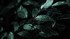 Pohozhee Izobrazhenie Green Nature Wallpaper Nature Wallpaper Green Nature
