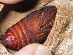 Image result for Cecropia