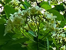 Image result for Vernicia