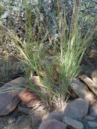 Image result for Heteropogon contortus
