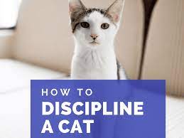 Justanswer.com has been visited by 100k+ users in the past month How To Discipline Your Cat With Time Outs And Training Pethelpful