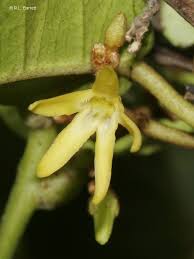 Image result for Secamone