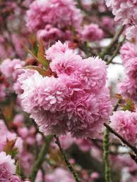 There are about 430 species within the larger genus. Prunus Asano Flowering Cherry Tree Cherry Tree Varieties Japanese Flowering Cherry