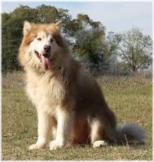 Our listings are from top breeders from around the country. Giant Alaskan Malamute Puppies For Sale Colorado Peepsburgh