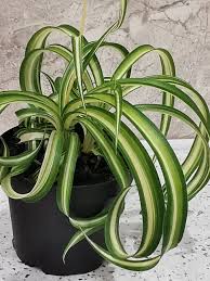 Image result for Chlorophytum stolzii