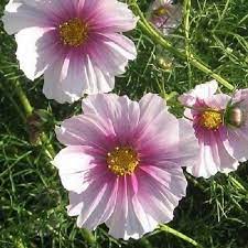 Cosmos Sensation Day Dream Flower Seeds Annual 35 By Youmakemesmileseeds On Etsy Flower Seeds Flowers Cosmos