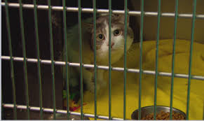 Pets for adoption at indianapolis animal care services, in. Indianapolis Animal Shelter Offering Free Cat Adoptions Wish Tv Indianapolis News Indiana Weather Indiana Traffic