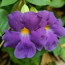 Image result for Thunbergia