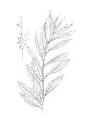 Image result for Pechuel-Loeschea leubnitziae