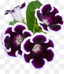 Gloxinia Nnt Png