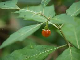 Image result for Solanum anguivi