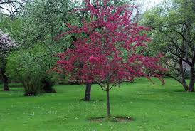 An early spring bloomer, brandywine is a lovely sight to behold. Malus Prairifire Landscape Plants Oregon State University