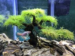 Bonsai Driftwood Best Choice For Aquarium Terrarium Decoration Tree Aquarium Driftwood Fresh Water Fish Tank Fish Tank