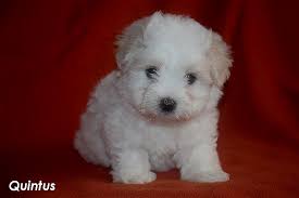With their breeder, waiting for you! Coton De Tulear Zucht Cotonfeeling De Unsere Welpen Q Wurf