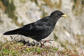 Leicht Verwechselbar Rabenvogel Lbv Gemeinsam Bayerns Natur Schutzen