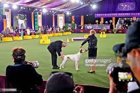 9,759 Fotos De Stock E Banco De Imagens De Westminster Kennel Club Dog Show  - Getty Images