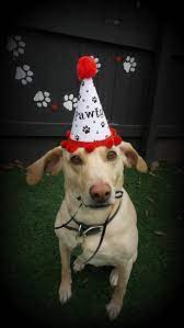 Dog Birthday Hat Puppy Party Dog Party Hat Gotcha Day Dog Etsy Dog Birthday Hat Dog Party Hat Dog Party
