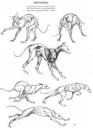 Dessins Croquis Golf Golf Dog Anatomy Animal Drawings Anatomy Art
