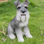 Standard Schnauzer Dog Breed Information, Pictures ...