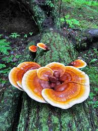 Image result for Ganoderma tsugae