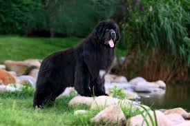 Maybe you would like to learn more about one of these? Newfoundland Dog Ultimate Guide Health Personality More