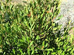 Image result for Euclea undulata