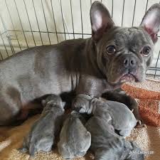 If you would like to have one of our puppies join your family. French Bulldog Puppies For Adoption The Y Guide