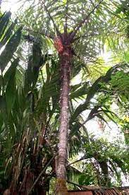 Astrocaryum Standleyanum 3b Jpg 365 550 Pixels Wood Tree Plants Tree
