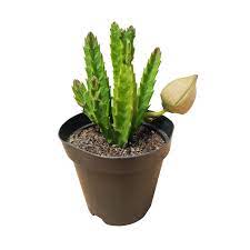 Cacto Estrela Pote 14 Cm Uemura Flores E Plantas
