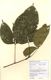 Image result for Connaraceae