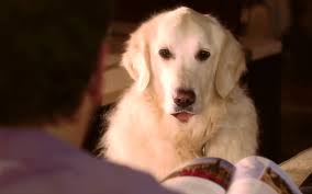 Perillo Tours Harry and Steve- Video Commercial Creator Merging Media