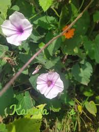 Image result for Ipomoea wightii