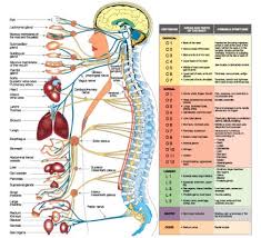 80 Exhaustive Spine And Nervous System Chart
