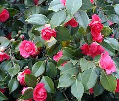 We did not find results for: Camelia Theaceae Como Curar Y Cultivar Las Plantas De Camelia