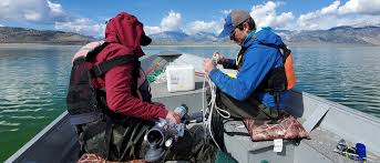 Image result for Monotes magnificus