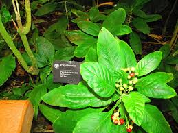 Image result for Psychotria kirkii