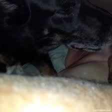 Horny woman masturbates with the dog licking her wet clit