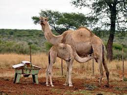 The average gestation period in humans is about 9 months (about 38 weeks). Gestation Period Of A Camel Christening Outfits Baby Boy