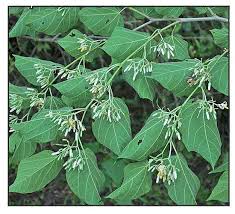 Image result for Alangium chinense