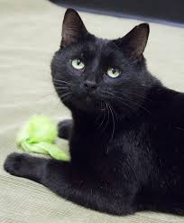 If you're looking for some unique options, check out apollo, galaxy, sirius, or noir. Top 100 Black Cat Names The Paws