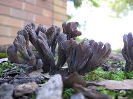 Image result for Clavulina cinerea