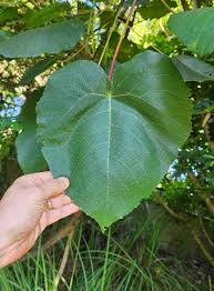 Image result for Macaranga capensis