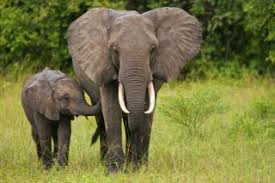 elephants earth s largest land s