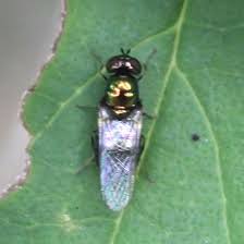 Image result for Polystachya macropoda