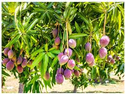 The indian type and the southeast asian type. Miyazaki Mango World S Most Expensive Mango That Resembles Red Dinosaur Eggs Costs A Whopping Rs 2 7 Lakhs