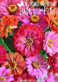 We did not find results for: 20 Plants That Attract Butterflies Sand And Sisal