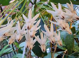Image result for hoya multiflora