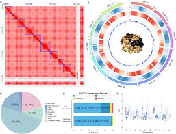 Image result for Macrotyloma stenophyllum