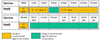 vaccination hepatitis b hepatitis b vaccine 2019 06 23